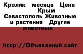 Кролик 3 месяца › Цена ­ 250 - Крым, Севастополь Животные и растения » Другие животные   